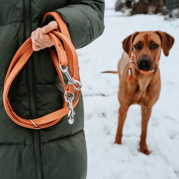 Hunter Verstellbare Führleine Cannes orange L-XL