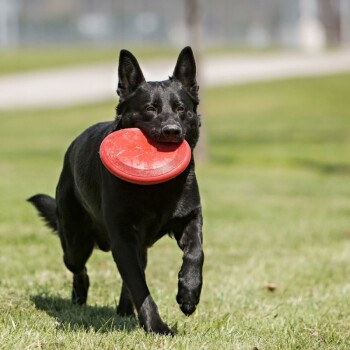 KONG Frisbee rot S