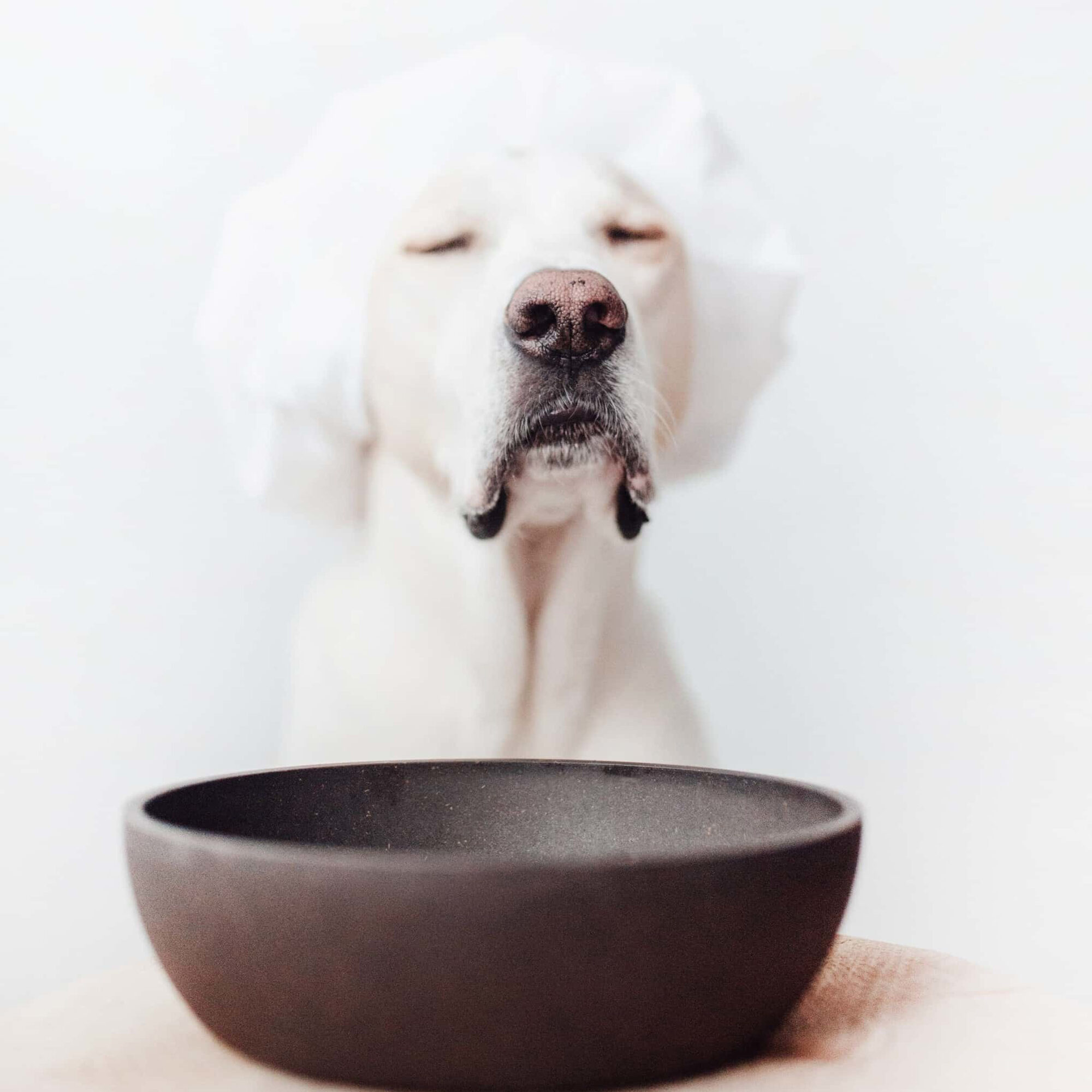 District 70 Bamboo Hundenapf - Dark Grey - M