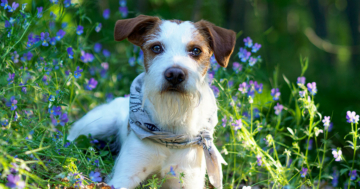 Urlaub mit Hund in Dänemark