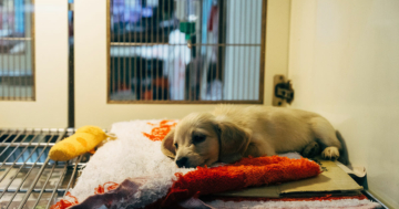 Das sollte man bei einer Krankenversicherung für Hunde beachten