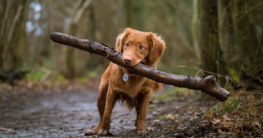 Benötige ich eine Haftpflichtversicherung für meinen Hund?