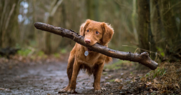 Benötige ich eine Haftpflichtversicherung für meinen Hund?